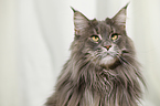 Maine Coon Portrait
