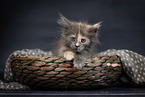 Maine Coon Kitten