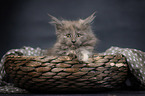 Maine Coon Kitten