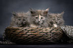 Maine Coon Kitten