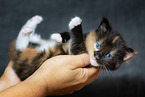 Maine Coon Kitten