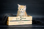 Maine Coon Kitten
