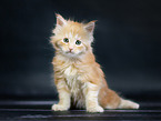 Maine Coon Kitten