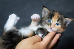 Maine Coon Kitten