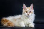 lying Maine Coon