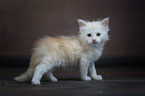 Maine Coon Kitten