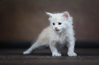 Maine Coon Kitten
