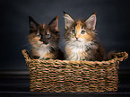 Maine Coon Kitten