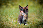 Maine Coon Kitten