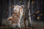 playing Maine Coon