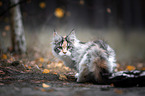 Maine Coon