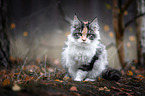 sitting Maine Coon