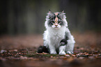 sitting Maine Coon