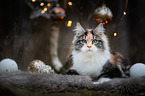 lying Maine Coon