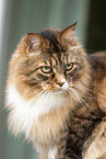 Maine Coon Portrait