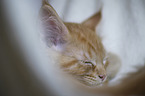 sleeping Maine Coon kitten
