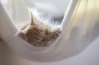 sleeping Maine Coon kitten