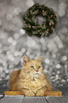 Maine Coon