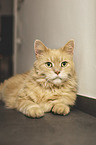 Maine Coon