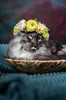 Maine Coon with flower wreath on head