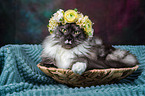 Maine Coon with flower wreath on head