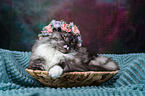 Maine Coon with flower wreath on head