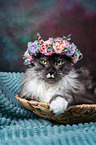 Maine Coon with flower wreath on head