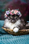 Maine Coon with flower wreath on head