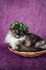 lying Maine Coon