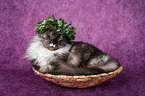 lying Maine Coon