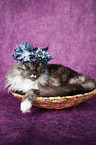 Maine Coon with flower wreath on head