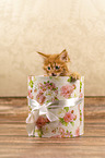 Maine Coon kitten