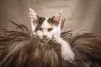 Maine Coon kitten