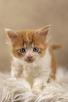 Maine Coon kitten