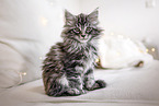 Maine Coon Kitten