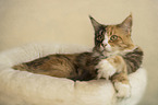 lying Maine Coon