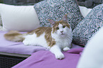 lying Maine Coon