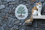 sitting Maine Coon