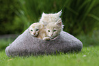 Maine Coon Kitten