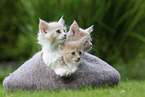 Maine Coon Kitten