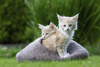 Maine Coon Kitten