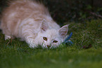 young Maine Coon
