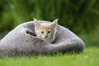 Maine Coon Kitten