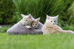 Maine Coon Kitten