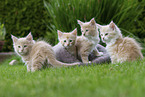 Maine Coon Kitten
