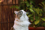 Maine Coon