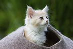 Maine Coon Kitten