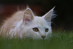 young Maine Coon