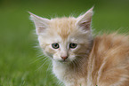 Maine Coon Kitten