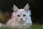 young Maine Coon